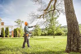 Professional Tree Removal and Landscaping Services in Shasta Lake, CA